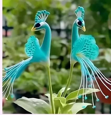Rare Peacock Flower Seeds – Exotic Garden Decorative Plant (Pack of 1)
